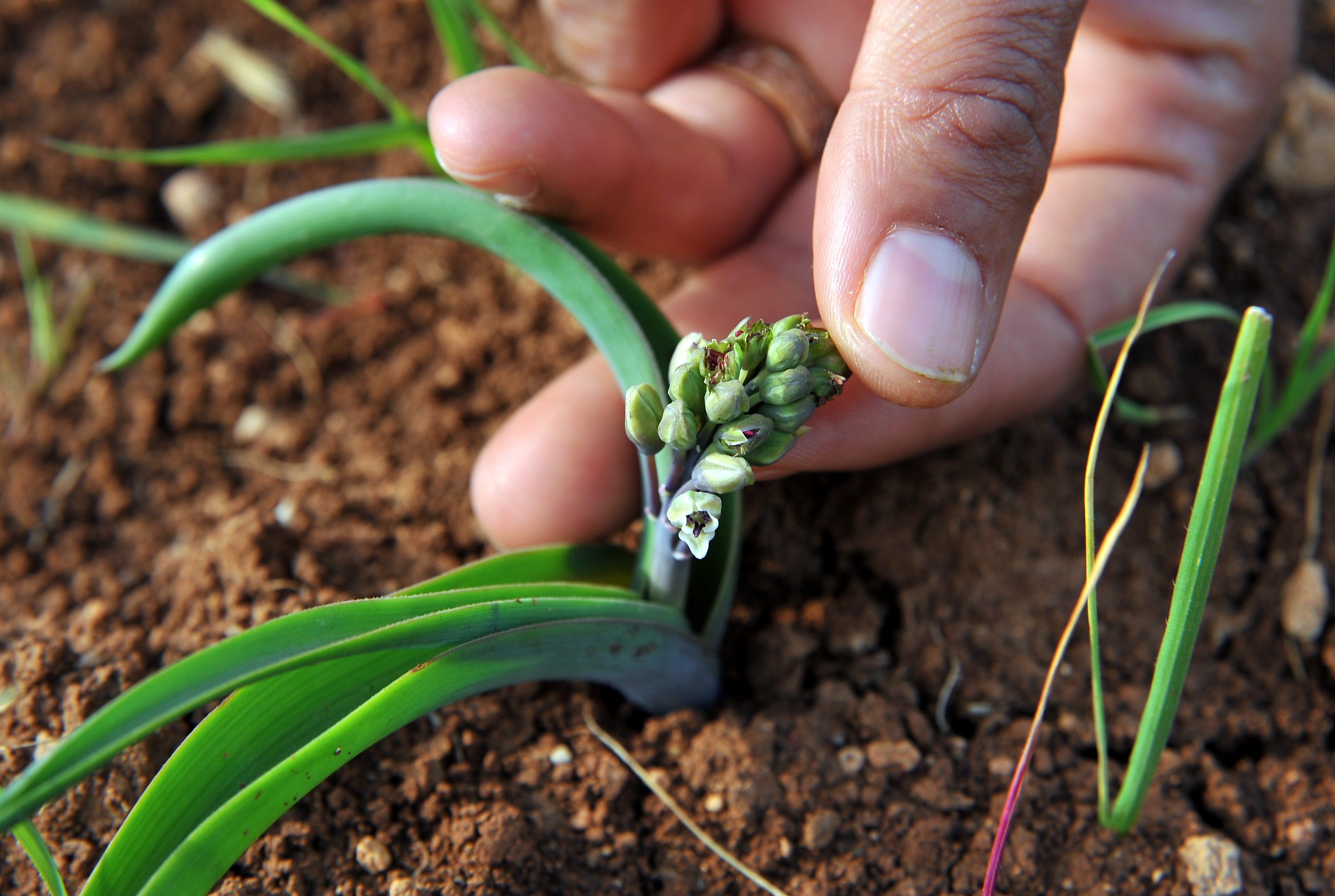 Ortak Dilimiz Toprak Olsun