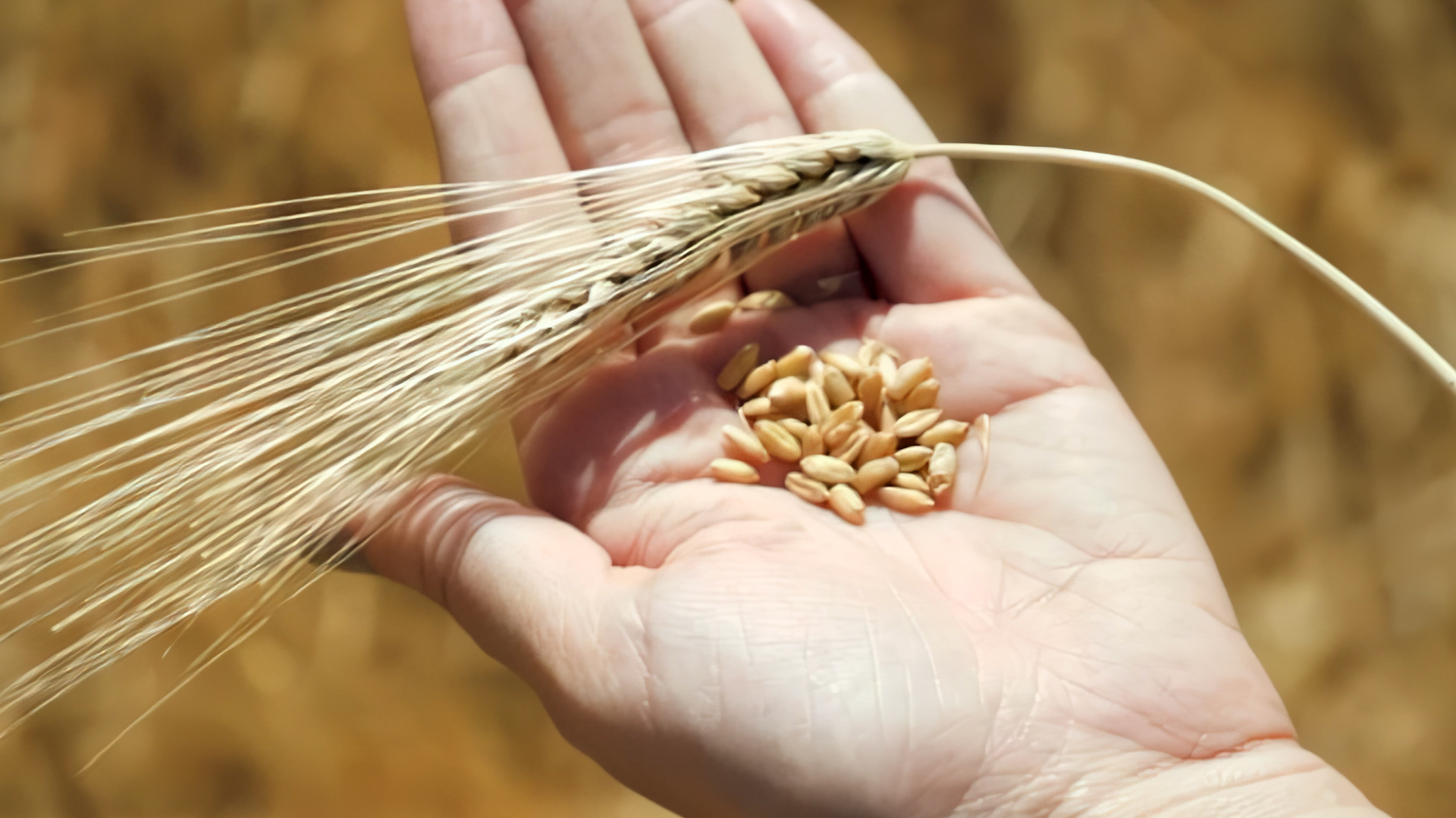 Yaşayan Toprak Yerel Tohum Projesi Sorgül Buğdayının Yeniden Canlandırılması